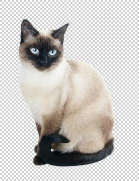 Siamese cat side view, cut out with transparent background Stock Photos