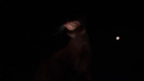 Siamese Cat Silhouette Looking Up at Night With Moonlight in the Background. Cur Stock Footage 337498095