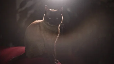 Siamese cat sits on the back of a red sofa in the backlight Video stock 117825388