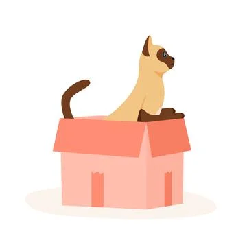 Siamese cat sits in box. Cute indoor pet plays in paper case. Hiding and resting Stock Illustration