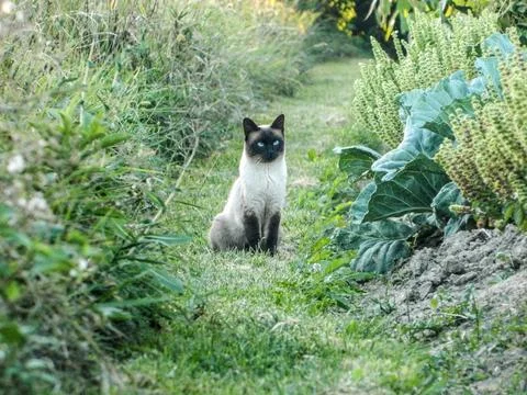 A Siamese cat is sitting on the grass 写真素材