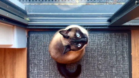 Siamese cat sitting on grey mat in front of glass door view from above top down Stock Footage 341534514