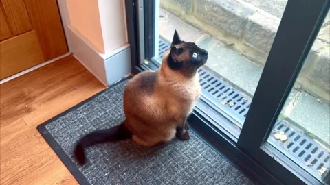 Siamese cat sitting on grey mat in front of glass door looking outside at garden Stock Footage 341534524