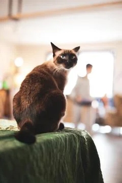 Siamese cat sitting 写真素材