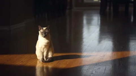 Siamese Cat Sitting in a Sliver of Sunlight Stock Footage 62579297