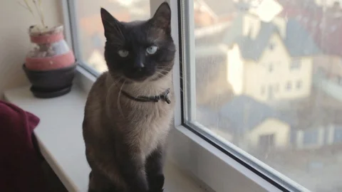 Siamese cat sitting on windowsill and looking into the window 스톡 동영상 104212472