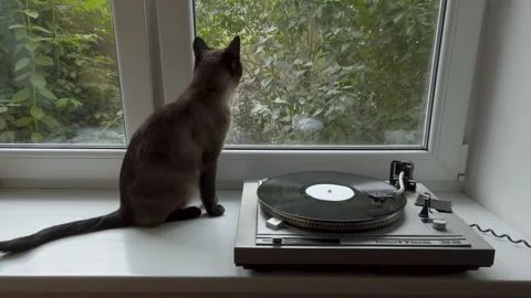 Siamese cat sitting on windowsill. Man turning on vinyl player and listening to  Видео 136633079