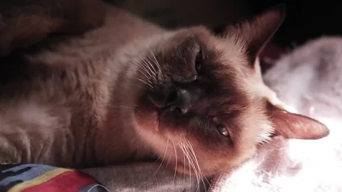 Siamese Cat is sleeping on bed with natural sunlight Stock Footage 254340398