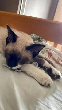 Siamese cat sleeping on the bed Stock Photos