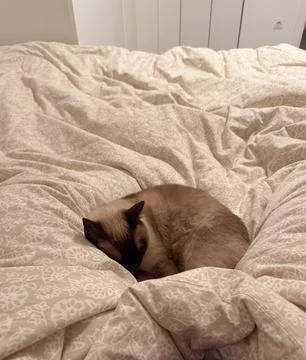 Siamese cat sleeping curled on soft patterned bedding. Comfort, tranquility,  Foto stock