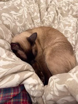 Siamese cat sleeping curled on a soft patterned blanket in a home interior... Stock Photos