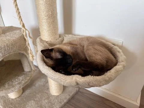 Siamese cat sleeping in hammock of scratching post. Domestic comfort, relax.. Stock Photos