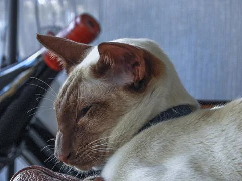 Siamese cat sleeping next to a bottle of wine Stock Photos