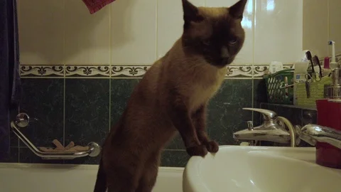 Siamese cat sniffs the bathroom. cat standing on the sink 库存影片 122133972