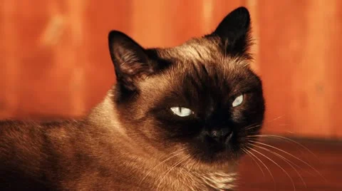 Siamese Cat Startled and Alert Close Stock Footage 11592664