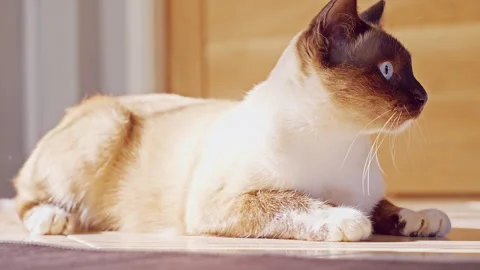 Siamese Cat Startled by Sudden Loud Sound While Resting in Warm Sunlight at Home Stock Footage 345135160