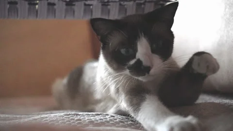 Siamese cat stretches. Video stock 243032547