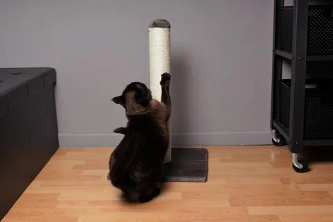 Siamese cat stretching on scratching post Stock Photos