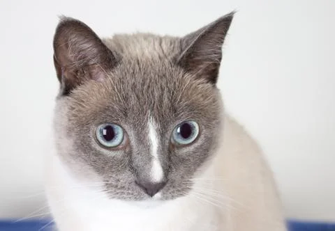 Siamese cat in studio Stock Photos