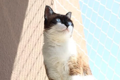 Siamese cat sunbathing Stock Photos