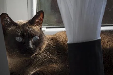 Siamese cat on sunlit windowsill Stock Photos