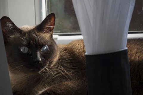 Siamese cat on sunlit windowsill Stock Photos