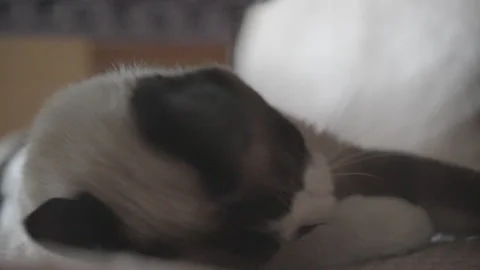 Siamese cat takes a nap. Video stock 243040340