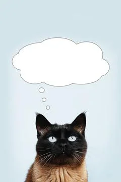 Siamese cat thinking or dreaming of something in thought bubble Stock Photos