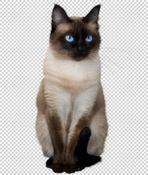 Siamese cat on a transparent background. Foto stock
