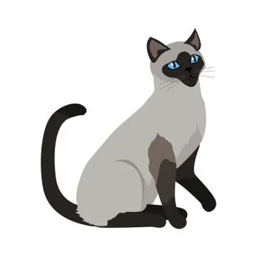 Siamese cat Vector Flat Design Illustration 스톡 일러스트