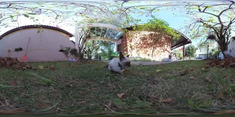Siamese cat VR 360 Stock Footage 281345330