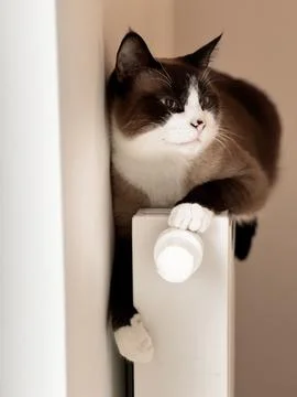 Siamese cat warms himself lying on a white radiator Foto stock