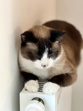 A Siamese cat warms up on a radiator Stock Photos