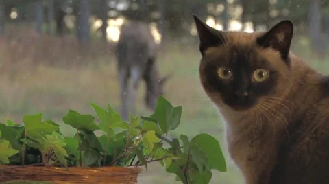 Siamese Cat Watching Moose Through Window - rack focus Stock Footage 8684595