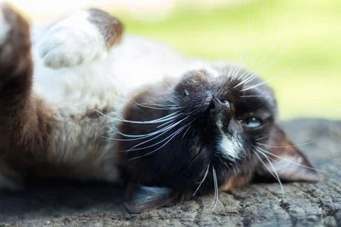 Siamese cat while relaxing in the courtyard Stock Photos