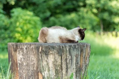 Siamese cat while relaxing in the courtyard Fotos Stock