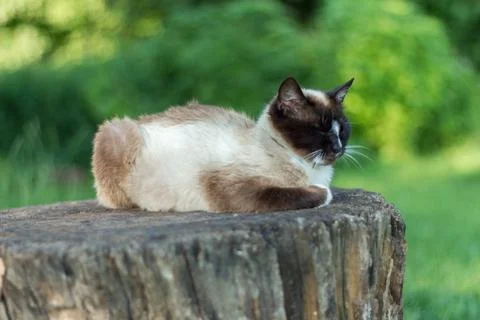 Siamese cat while relaxing in the courtyard Foto stock
