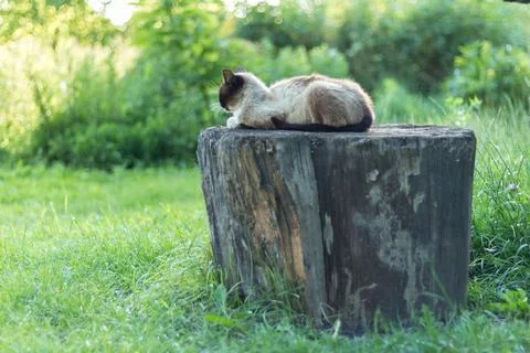 Siamese cat while relaxing in the courtyard Stock Photos