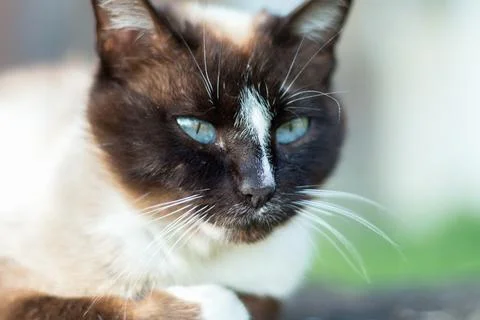 Siamese cat while relaxing in the courtyard Stock Photos