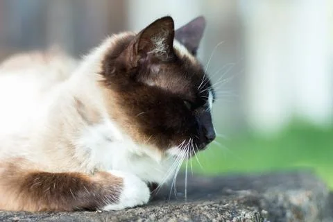 Siamese cat while relaxing in the courtyard Stock Photos
