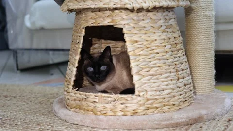 Siamese cat in wicker cat house Stock Footage 278291920