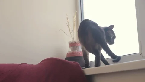 Siamese cat on windowsill. Bright day Stock Footage 104212528