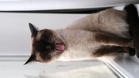 Siamese cat on the windowsill Video stock 304943486