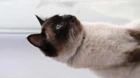 Siamese cat on the windowsill Stock-Footage 304943516