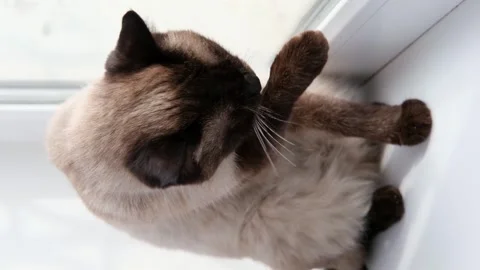 Siamese cat on the windowsill Stock-Footage 304952798