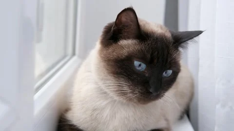 Siamese cat on the windowsill Stock-Footage 304952908