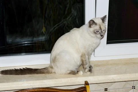 Siamese cat on the windowsill Stock Photos