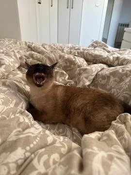 Siamese cat yawning on patterned bedspread in bedroom. Pet behavior, morning  Stock Photos