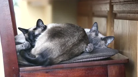 Siamese Cats Cuddling on a Chair Stock Footage 62579342