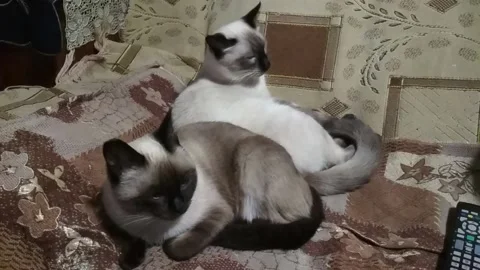 Siamese cats sitting at home Stock Footage 162405946